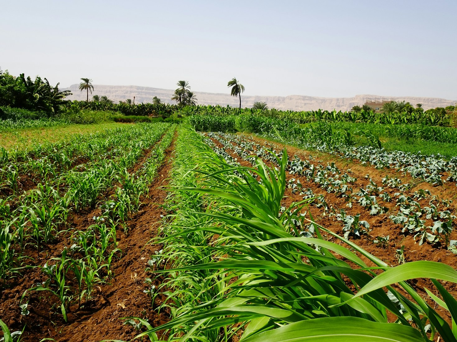 Sustainability in Agriculture: West Crichie’s Approach